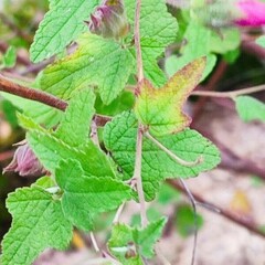 Anisodontea capensis (Kaapse malva)