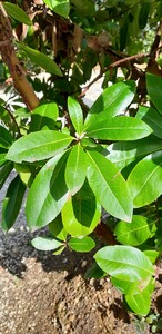 Griekse aardbeiboom