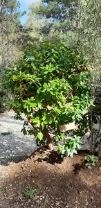 Griekse aardbeiboom