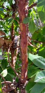 Griekse aardbeiboom