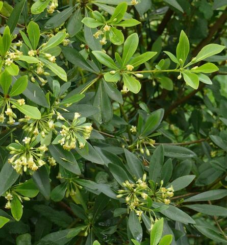 De Chinese oranjebloesem is een honingplant in de tuinen van 4-sterrencamping Les Jardins de La Pascalinette ® in de Provence