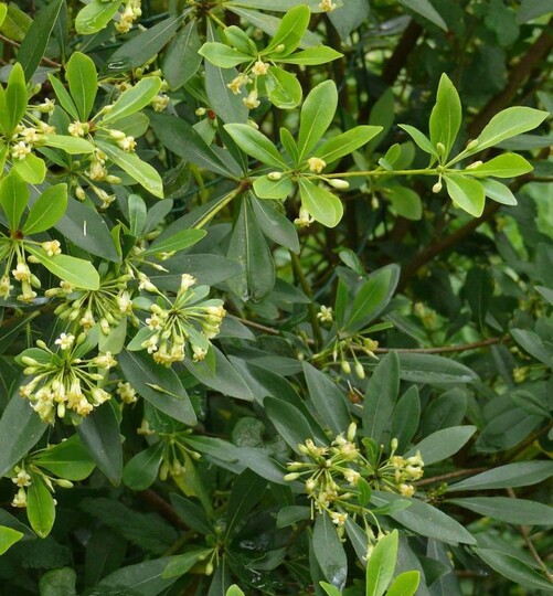 Chinese Pittosporum of Oranjebloesem