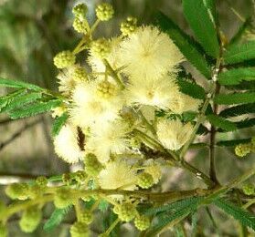 Een reus onder de mimosa’s: de acacia Parramattensis!