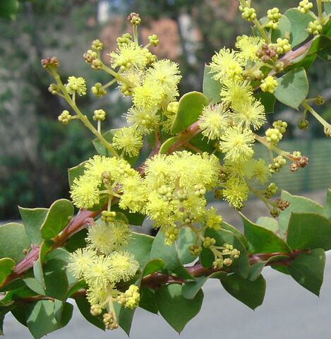 De acacia pravissima is origineel met z’n driehoekig blad.