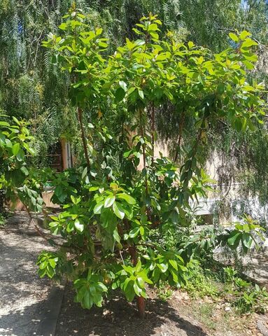 De Griekse aardbeiboom op de camping