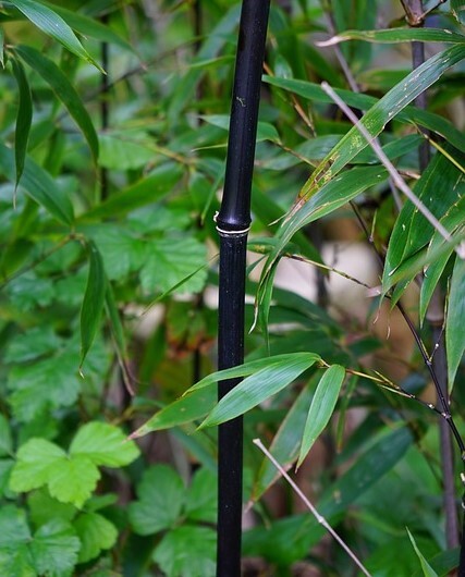 Zwarte bamboe