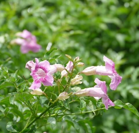 Roze trompetwinde op de camping