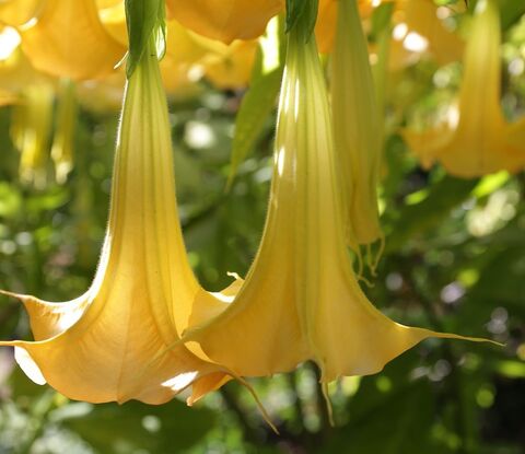 De Brugmansia aurea of Engelentrompet plant