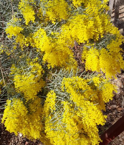 De acacia boormanii vind je ook terug op de camping