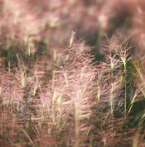 De tijdloze schoonheid van de Muhlenbergia capillaris biedt een esthetische aanblik.