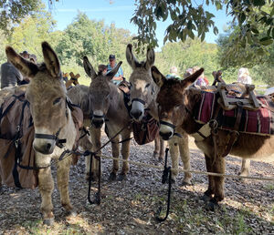 Camping Les Jardins de la Pascalinette ®