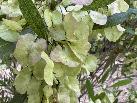 Een dodonea op 4-sterrencamping Les Jardins de La Pascalinette in de Provence