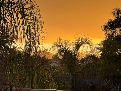 Camping nabij Hyères: de Koninginnepalmen