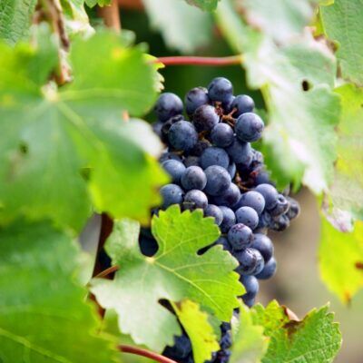 Fietstocht: de Col du Babaou en Pierrefeu-du-Var