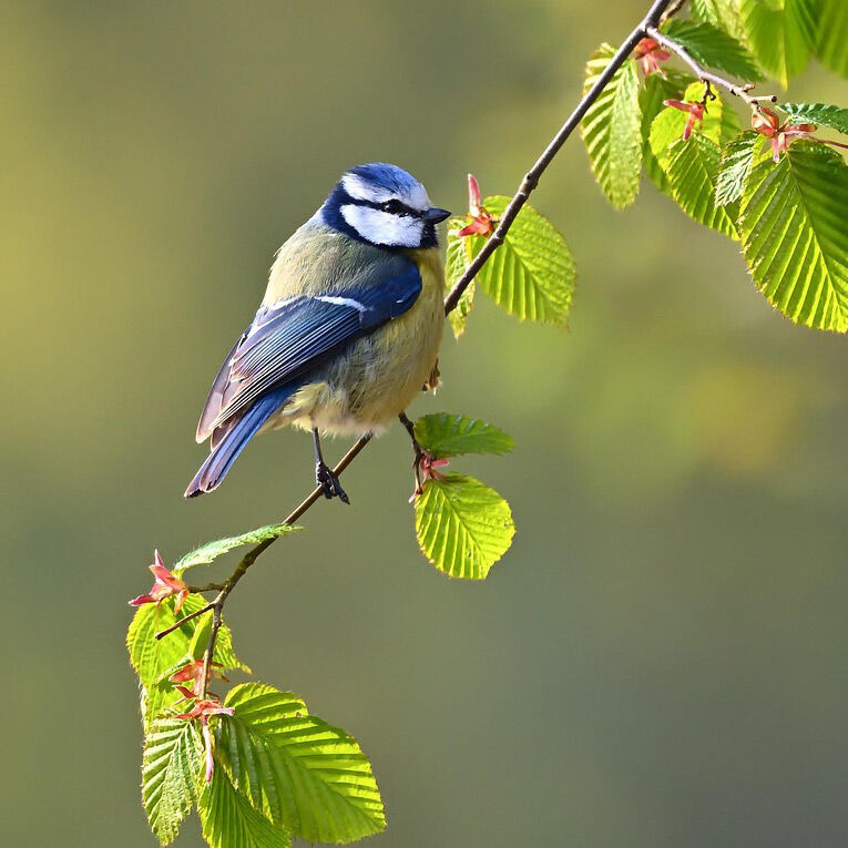 De rustgevende kracht van vogelgezang